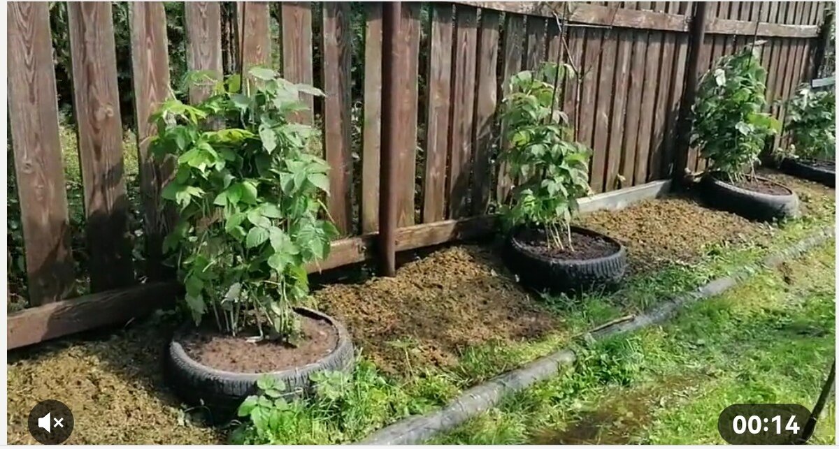 Молодая малина в автопокрышках с перегноем 2021 год. Фото автора - скрин с моего видео @Маша Генералова