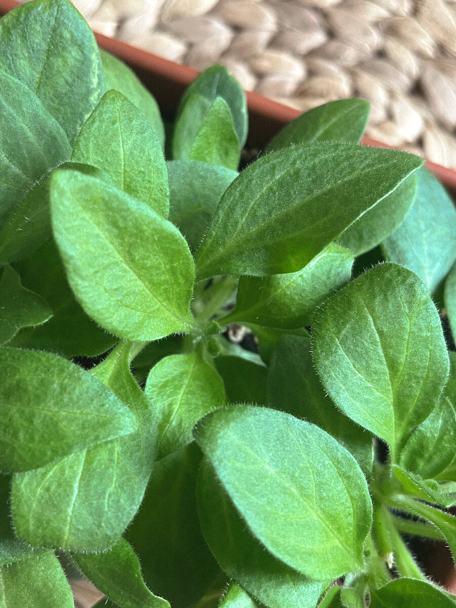 Свежая рассада!