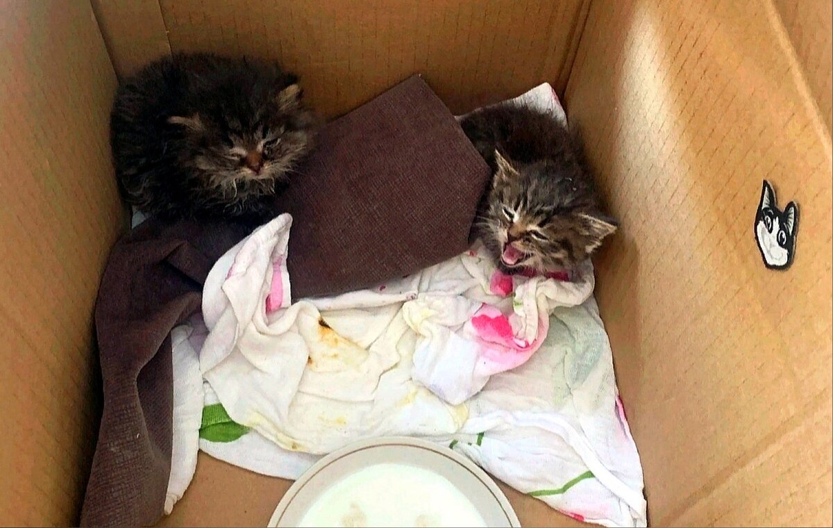 Неожиданная находка в подъезде