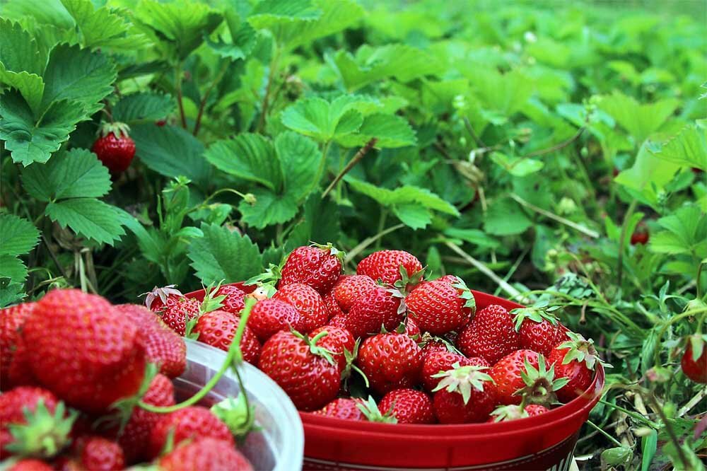 Фото: pixabay.com