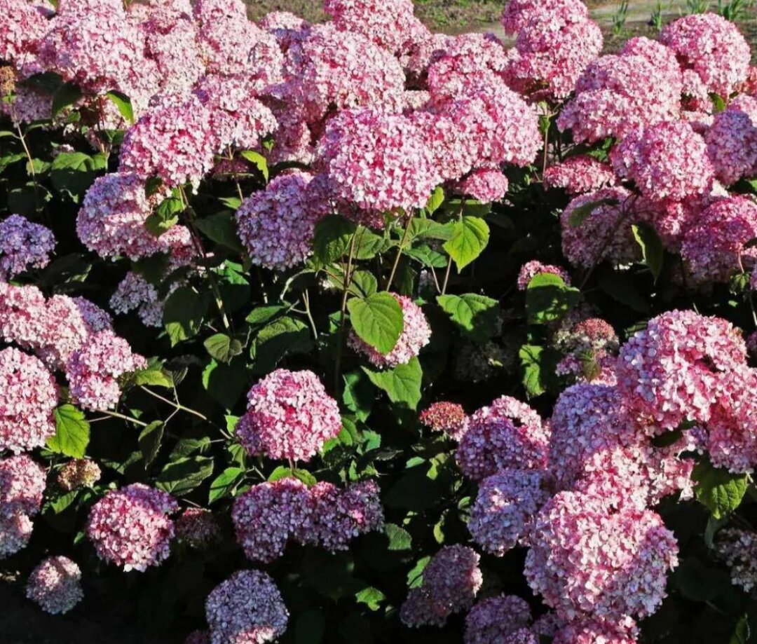 Гортензия древовидная Magical Pinkerbell (Магический розовый колокольчик), пишут что молодые кустики могут разваливаться под тяжестью соцветий, но с возрастом и правильной обрезкой это проходит. Фотография с сайта Плантмания