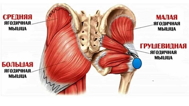 Gluteus Maximus мышца