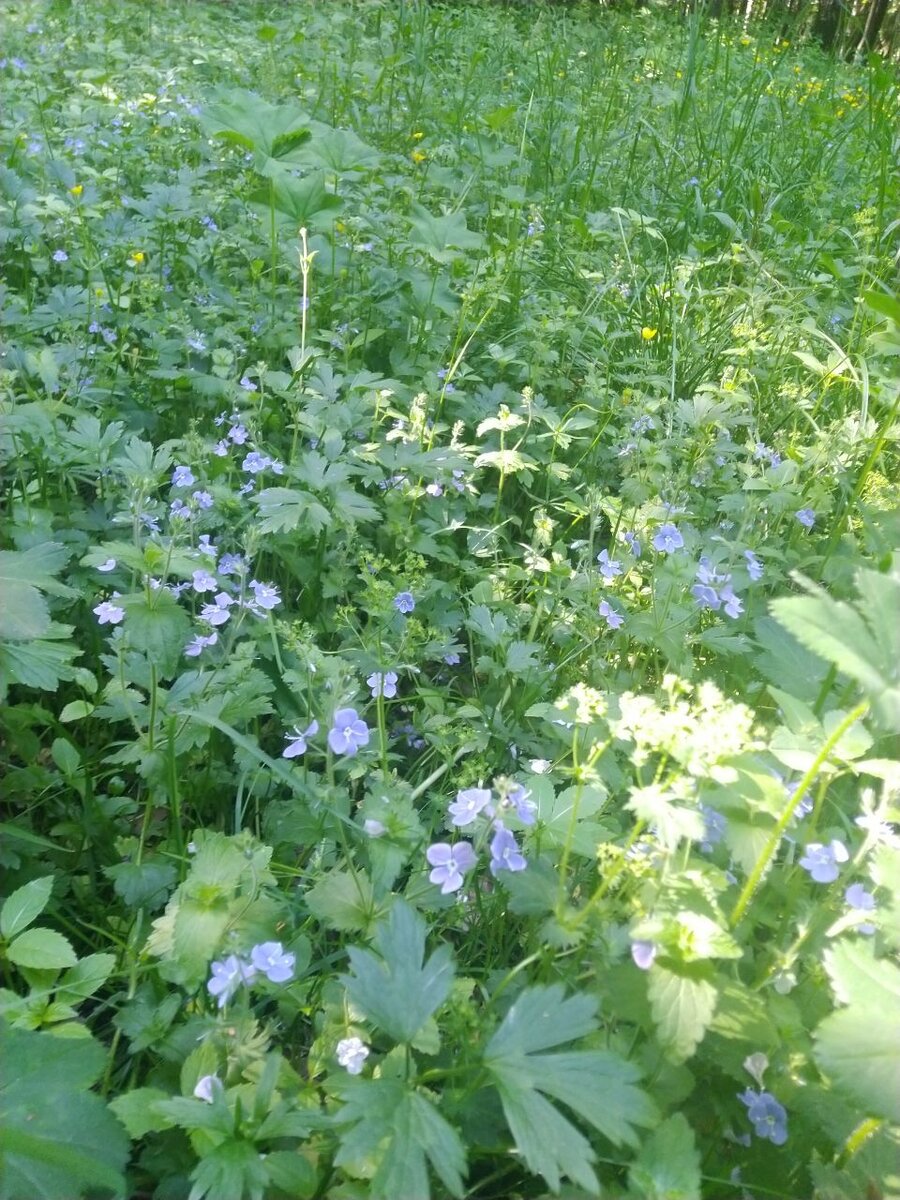 Вероника дубравная