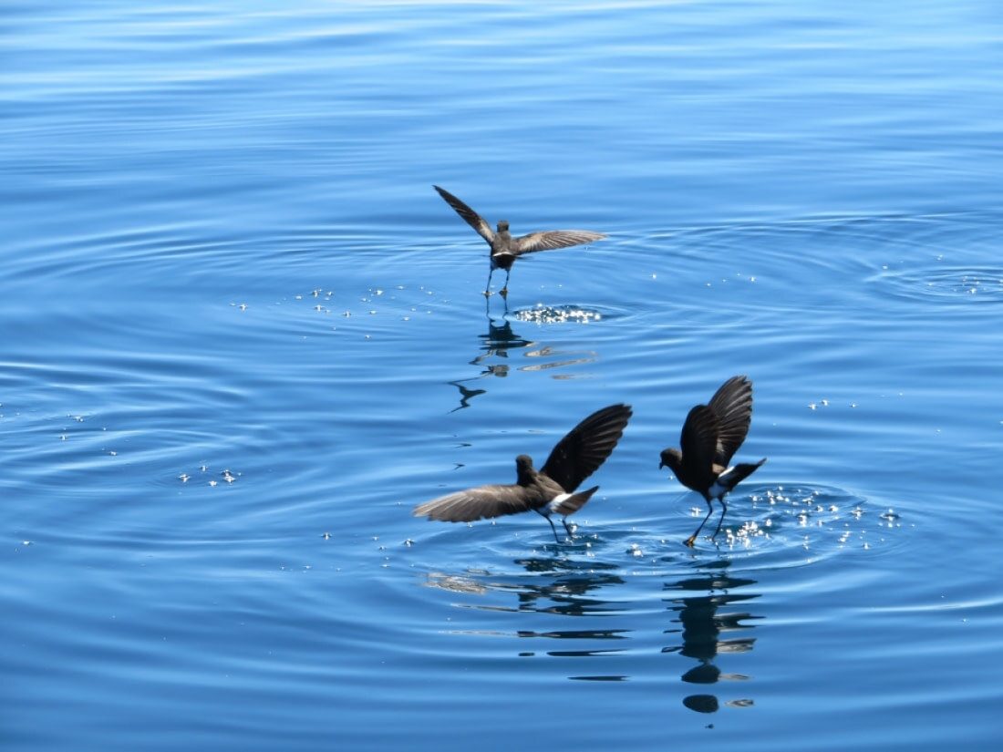 Отличить самца от самки без вскрытия крайне сложно. Для этого используется формула, учитывающая длину клюва, размах крыла и ширину белой полосы на хвосте.