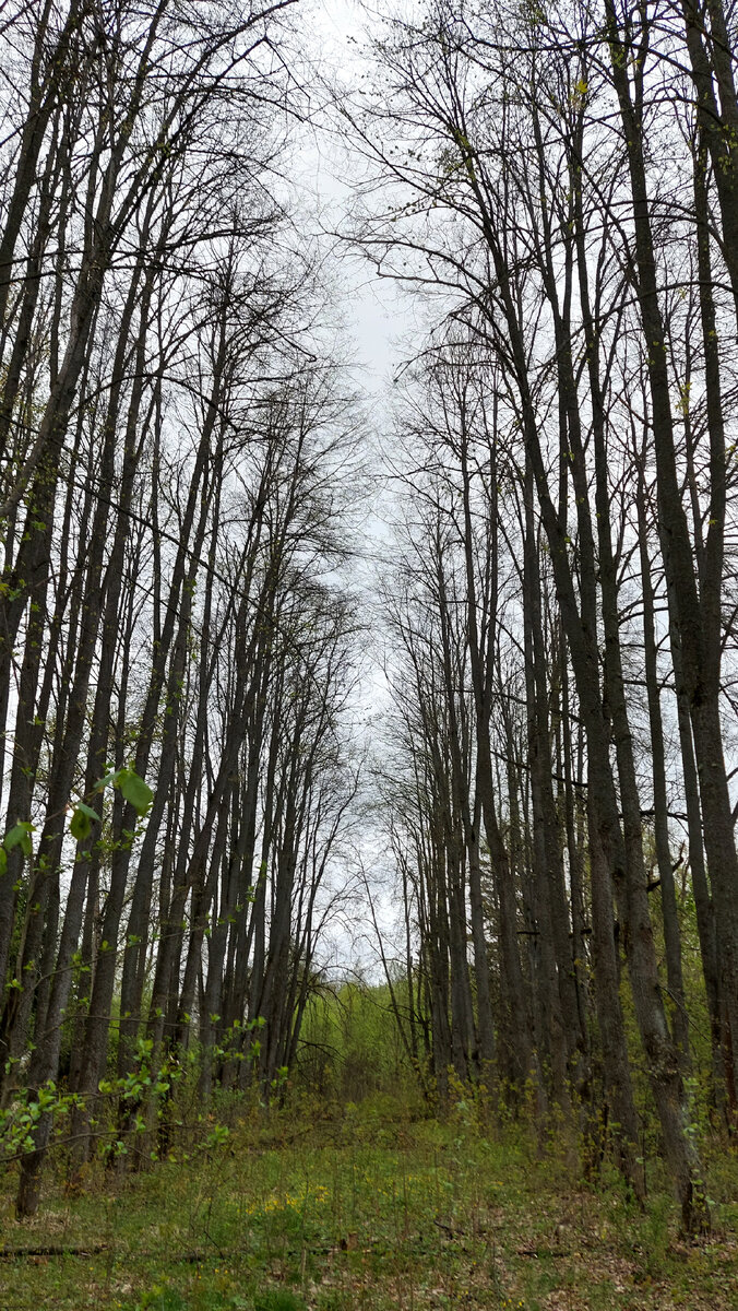 Аллея старой усадьбы 