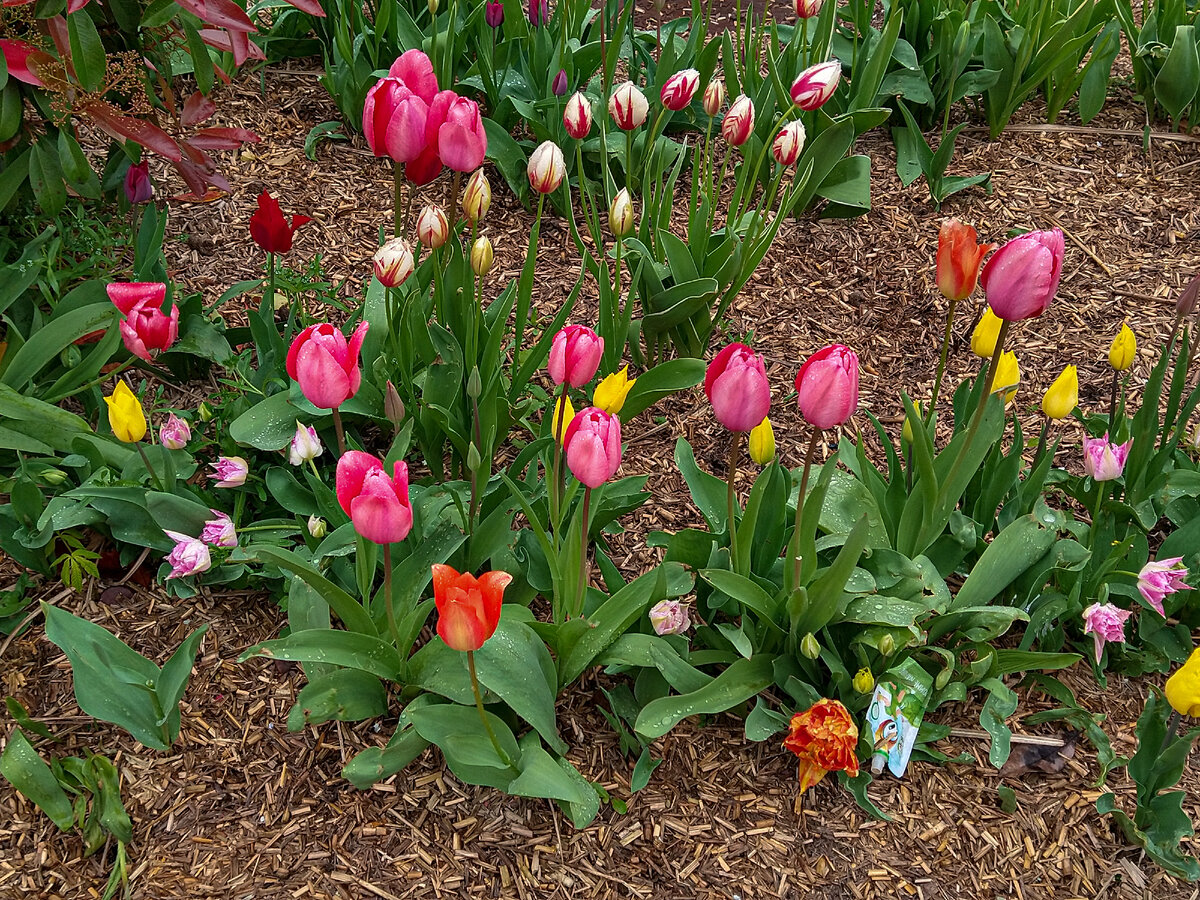 Тюльпаны самых разных цветов!