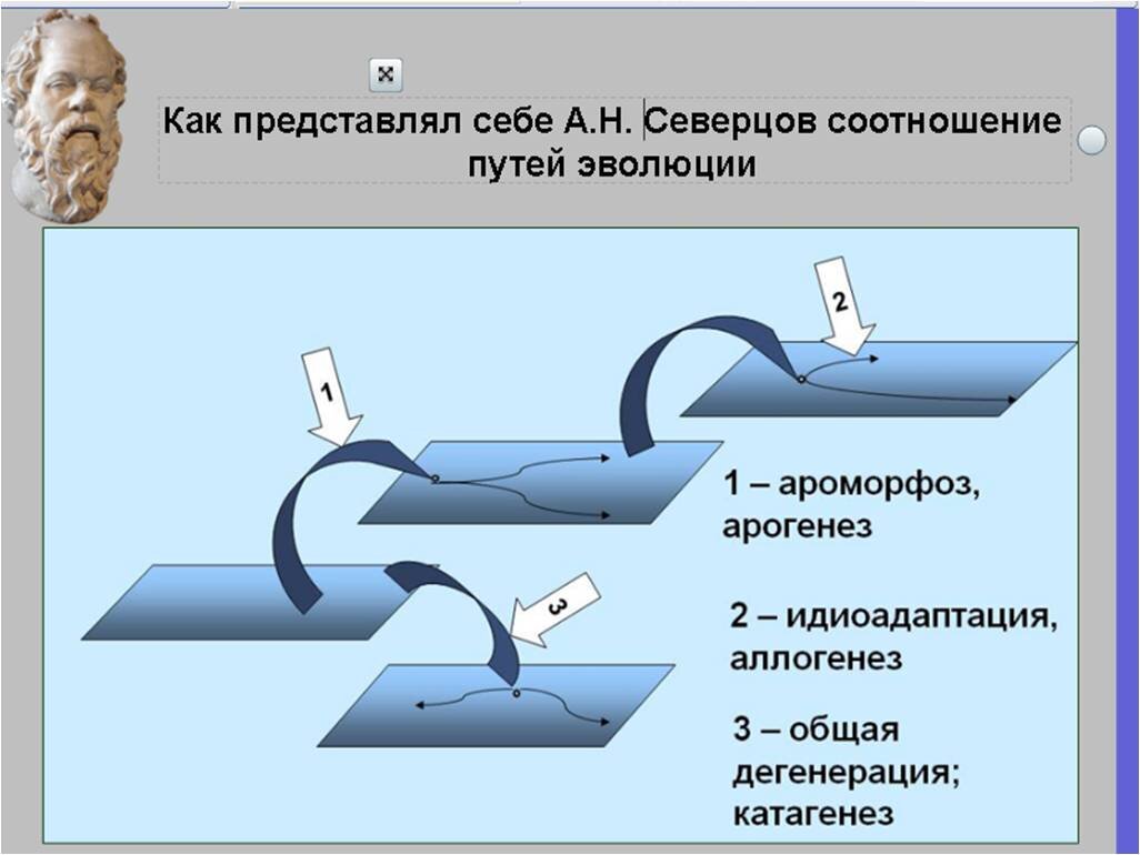 Арогенез это в биологии. Арогенез это в биологии