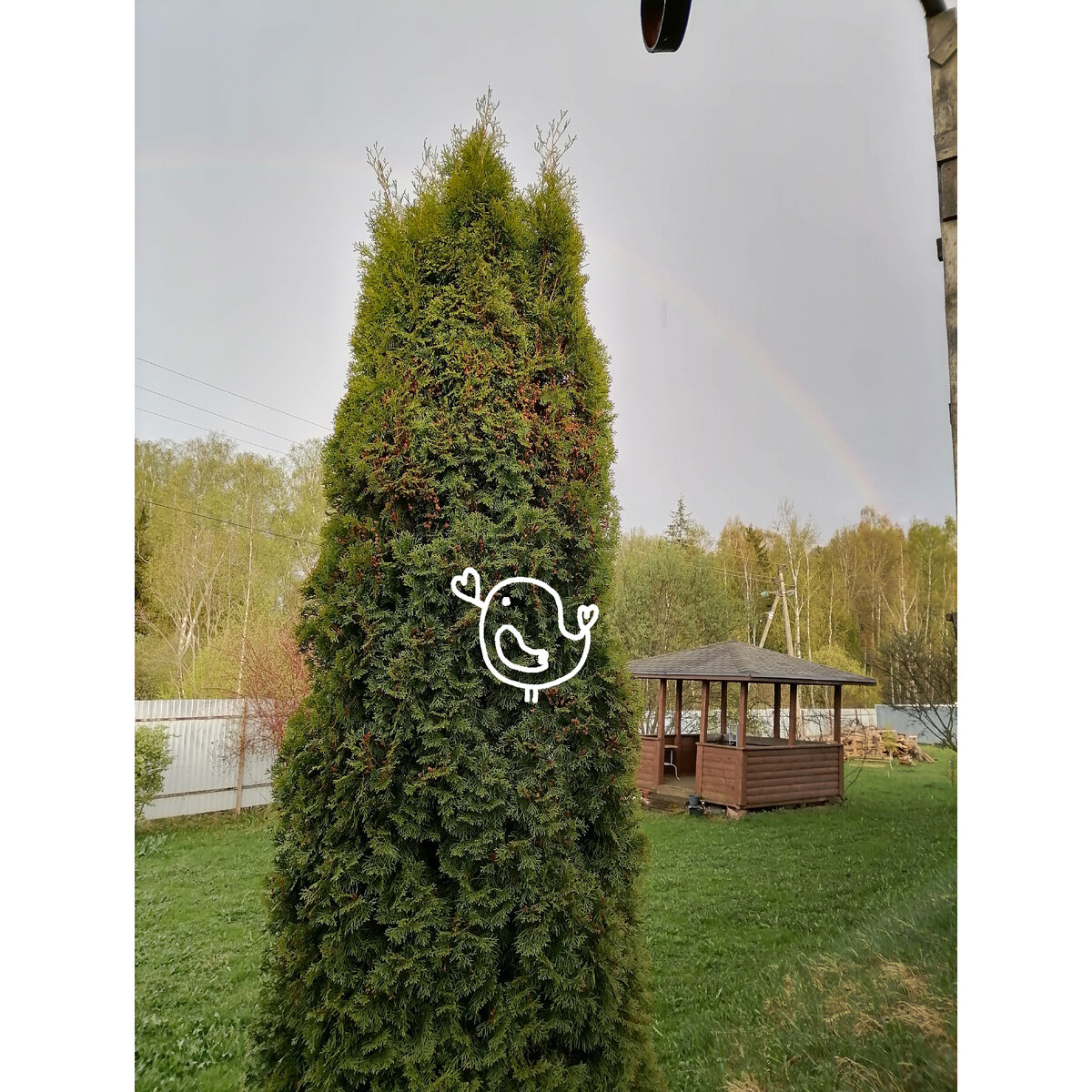 Где-то в этом месте гнездо. 