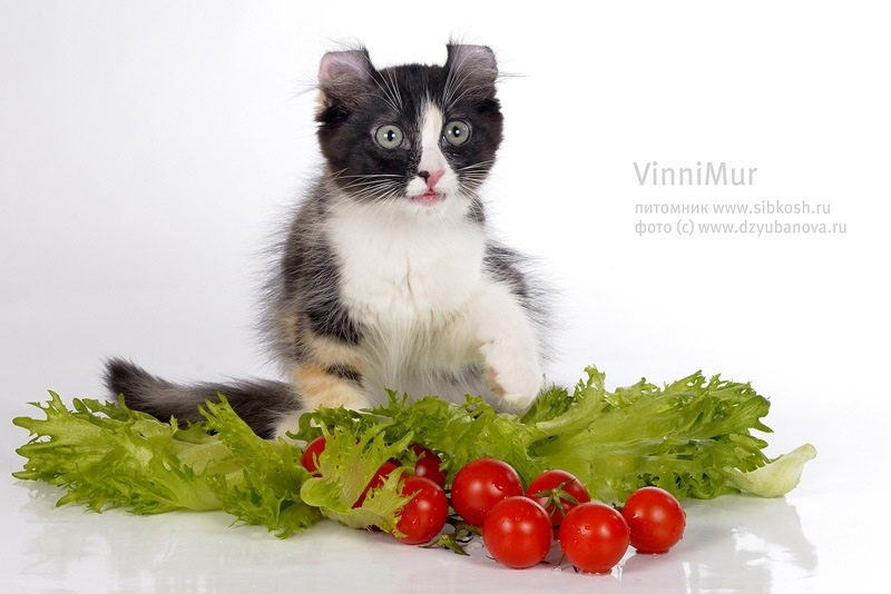 Котенок американский кёрл из питомника VinniMur
