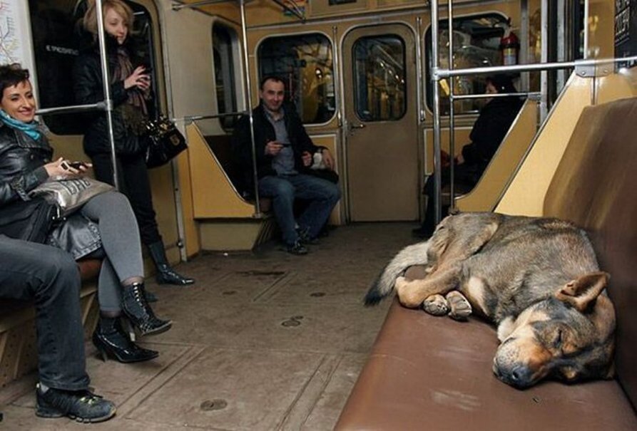 Ездила домой. Собаки в Московском метро. Бездомные собаки в метро. Бездомные собаки в Московском метро. Животные в вагоне метро.