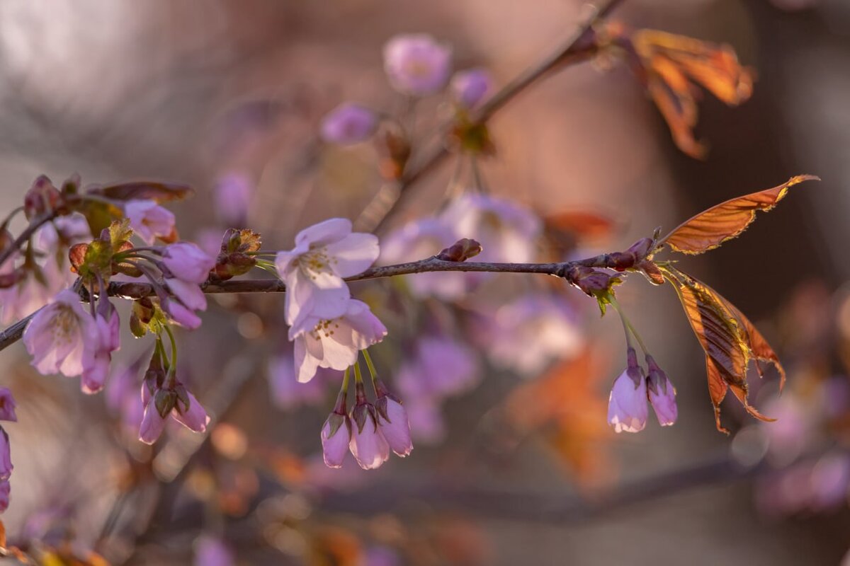 Цветение сакуры на Крестовском острове. Фото: astrophotoboloto. 