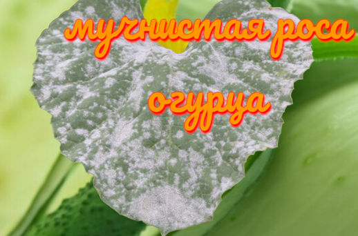 мучнистая  роса на огурцах