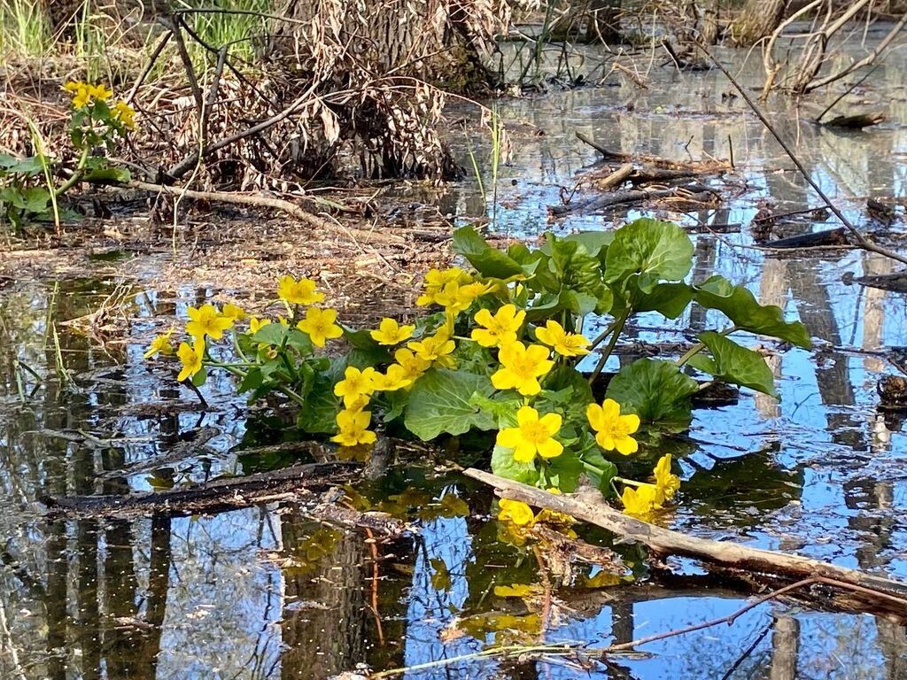    «Очень красиво, но очень опасно»: в Бузулукском бору зацвела ядовитая калужница болотная