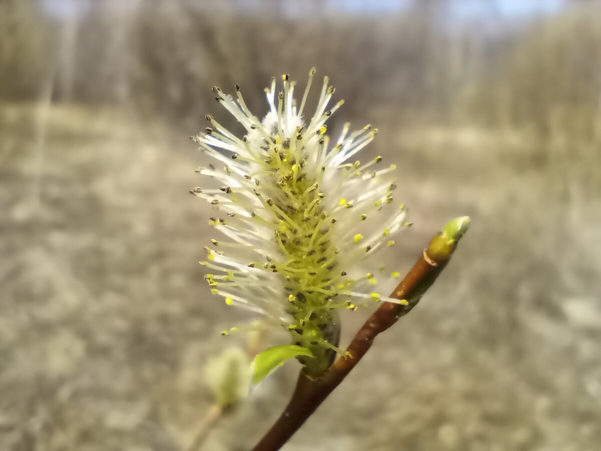 Рассказ «Весеннее помутнение рассудка»