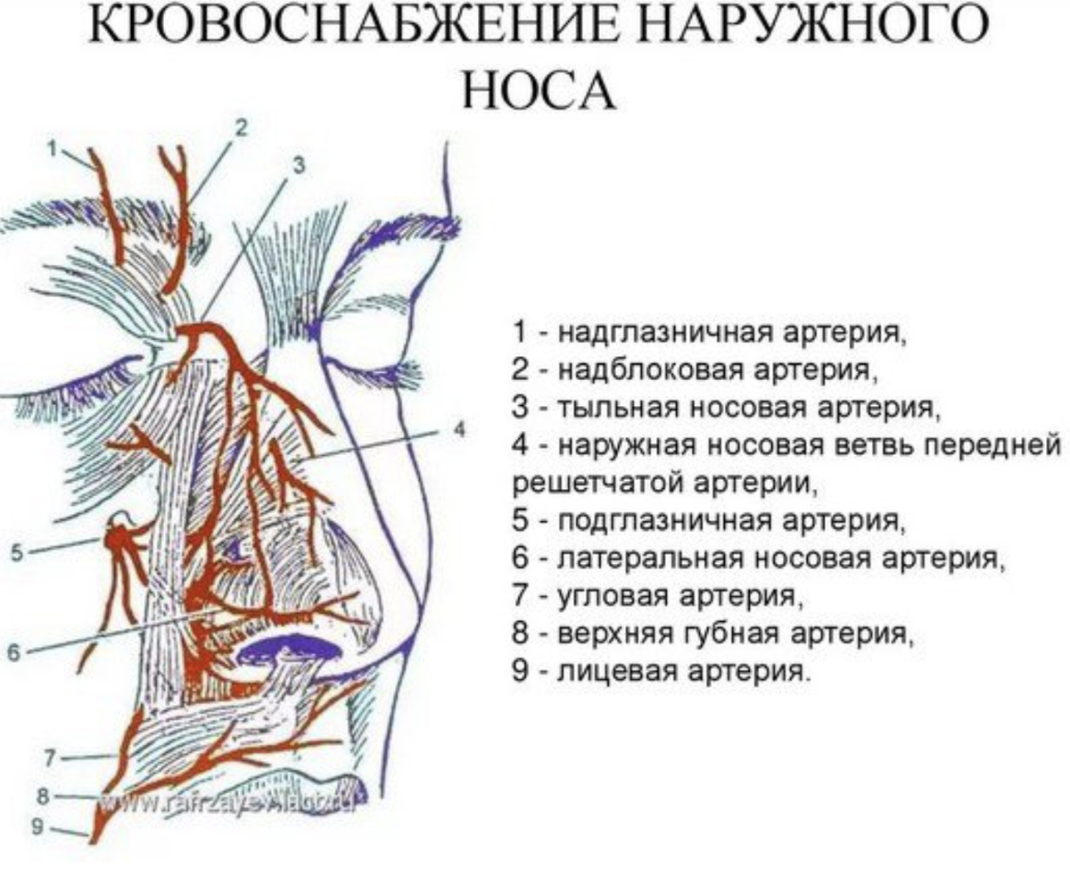 Сосуды и нервные окончания находятся. Кровоснабжение и иннервация наружного носа. Кровеносные сосуды полости носа. Кровоснабжение наружного носа анатомия. Кровоснабжение полости носа анатомия схема