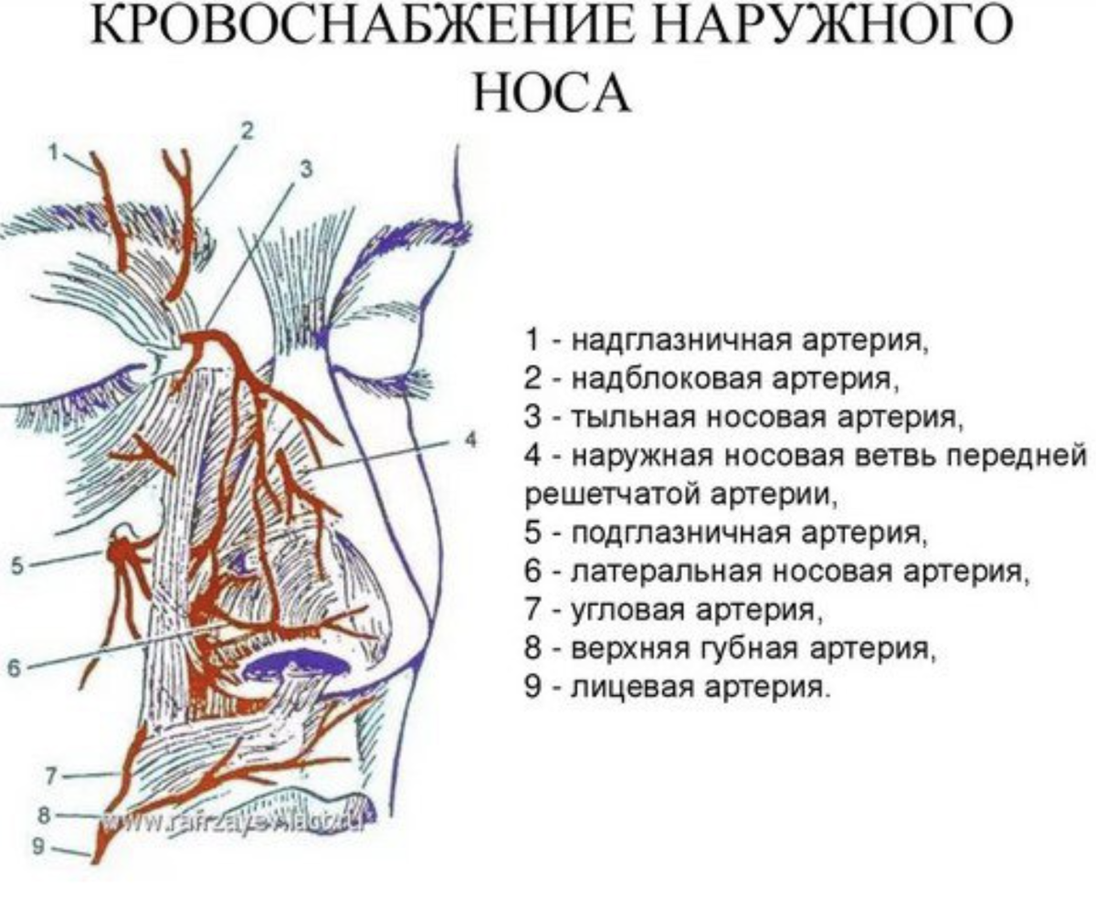 Дорсальная вена. Кровоснабжение и иннервация наружного носа. Кровеносные сосуды полости носа. Кровоснабжение наружного носа анатомия. Кровоснабжение полости носа анатомия схема.