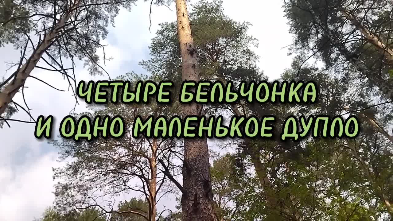 «Холëное маленькое аккуратное дупло, …» — создано в Шедевруме