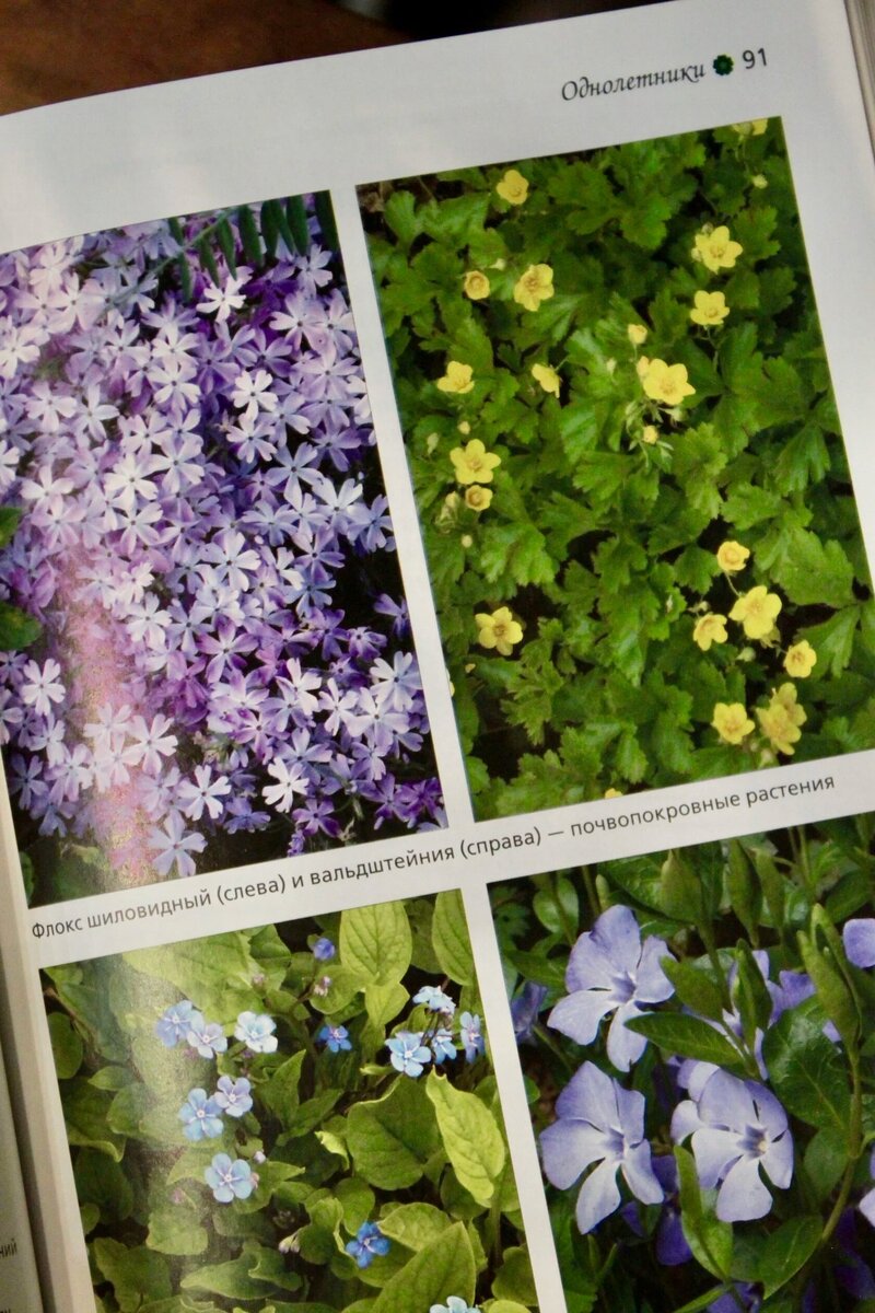 Страницы книги Ирины Бочковой "Цветоводство. Теория и практика".