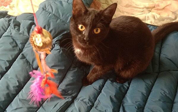 Шлепка, фото автора.