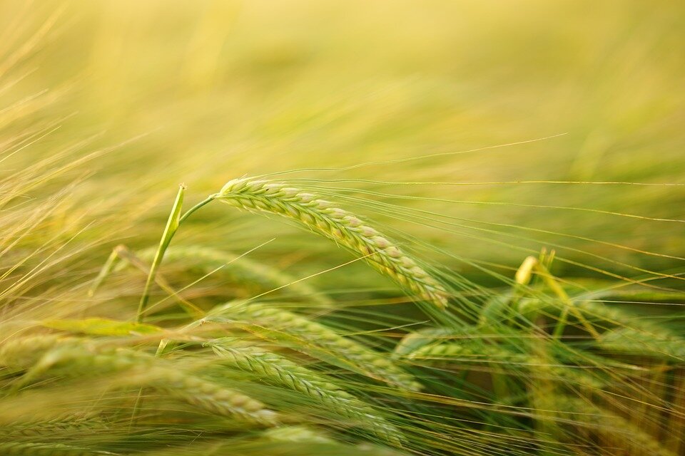 Фото: pixabay.com