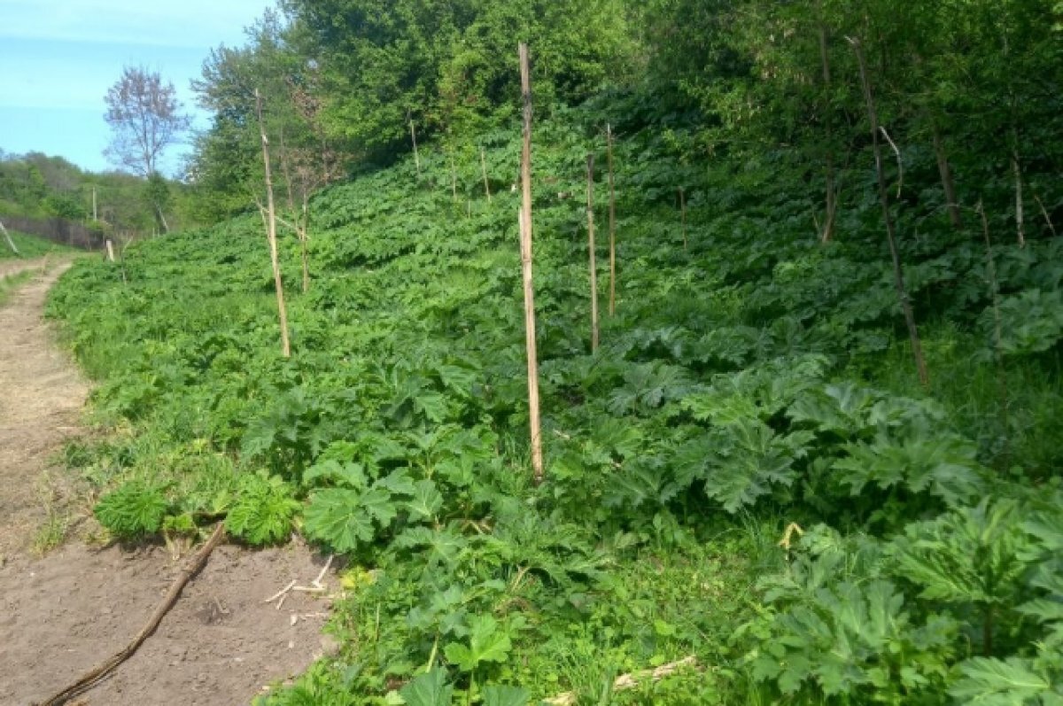    В Курске планируют ликвидировать более 10 гектаров зарослей борщевика