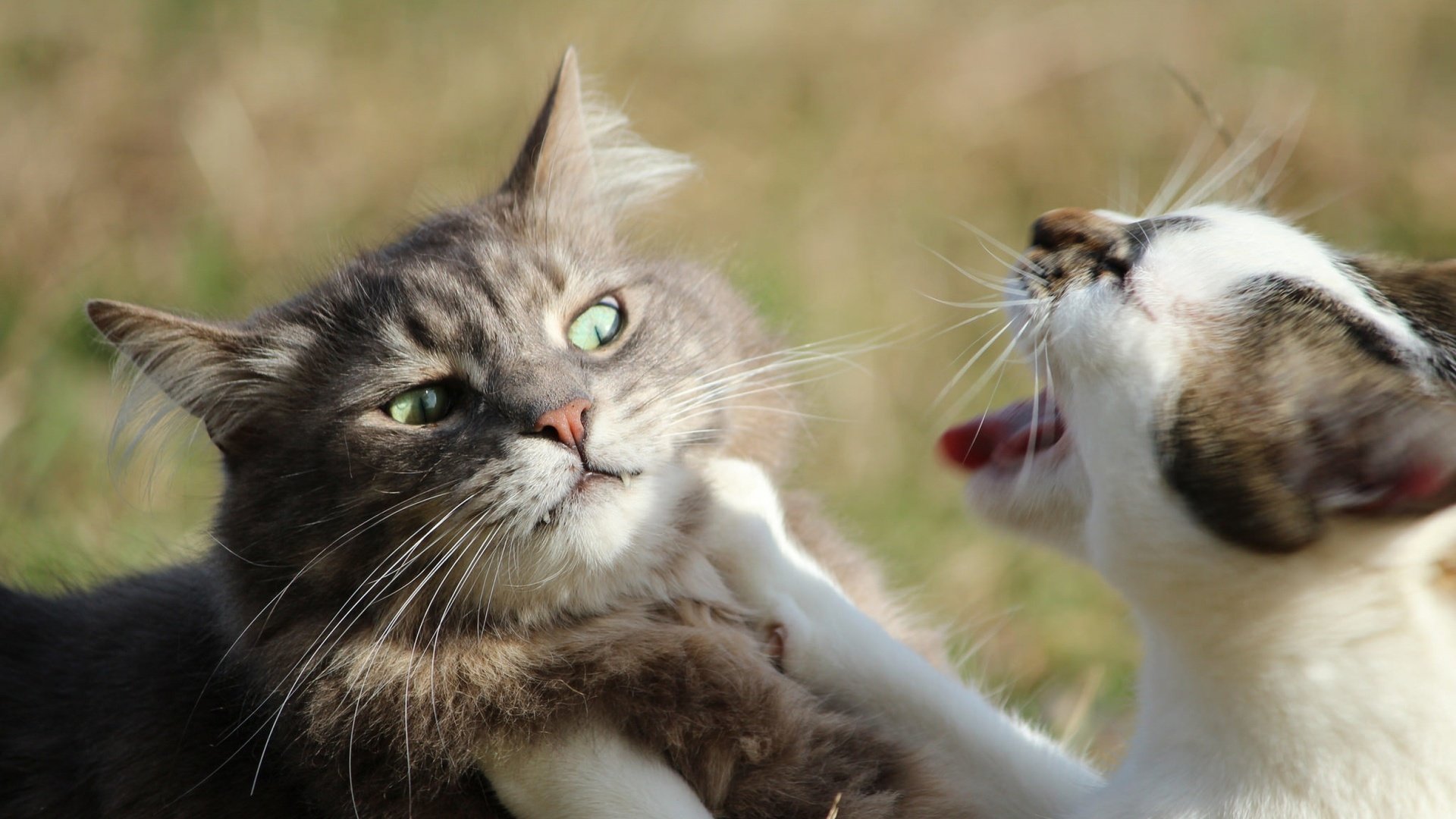 😾Коты дерутся: что делать, нужно ли вмешиваться