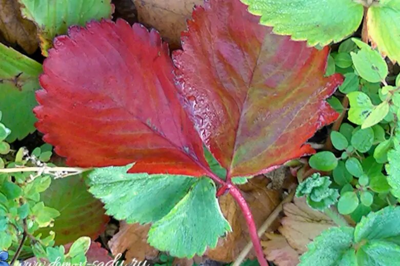 Почему листья краснеют. Щавель с красными листьями. Бордовые прожилки на листьях клубники. Жимолость с красными листьями. Пятнышки на листьях клубники.