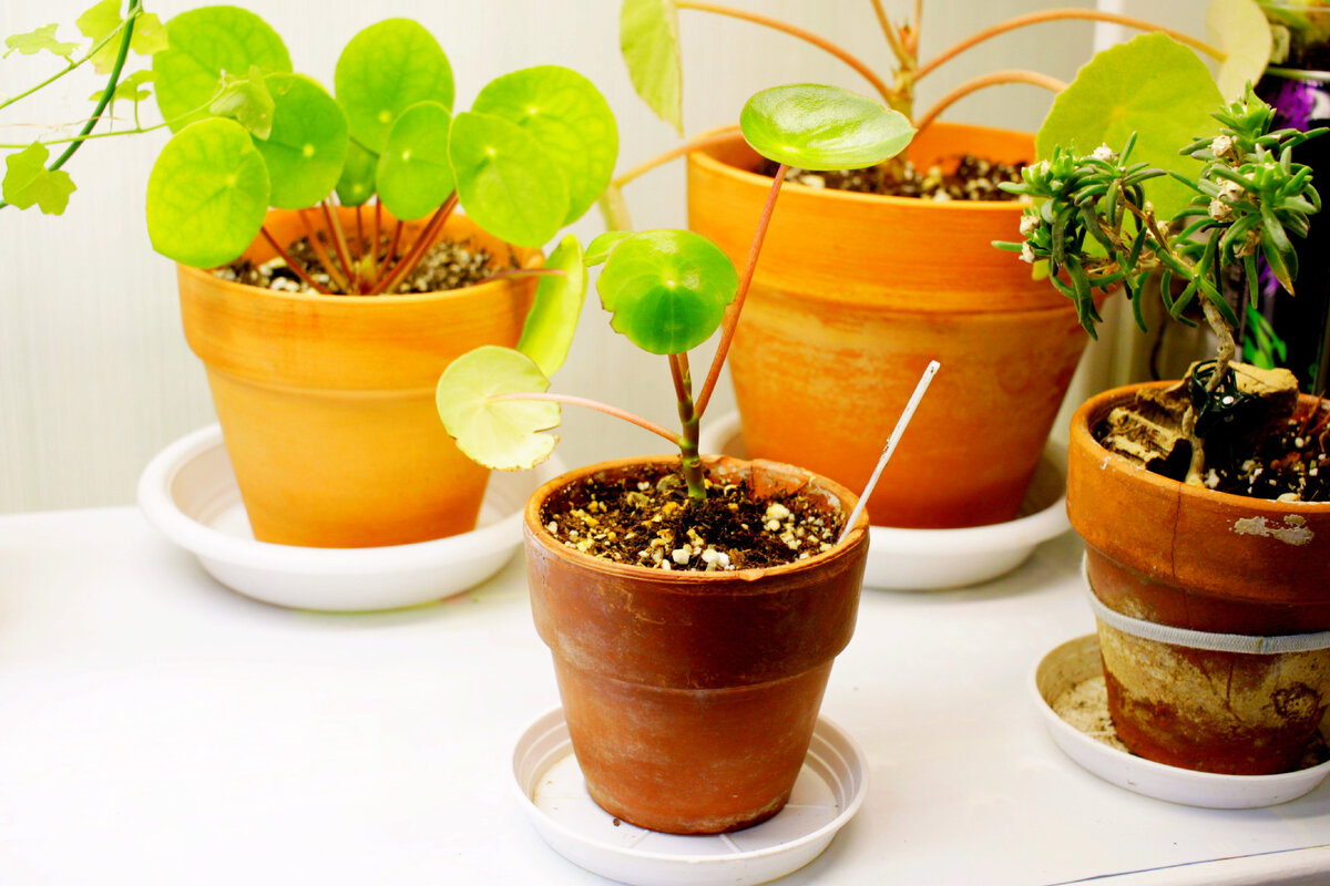 Фото и коллекция автора Masteritayaplants