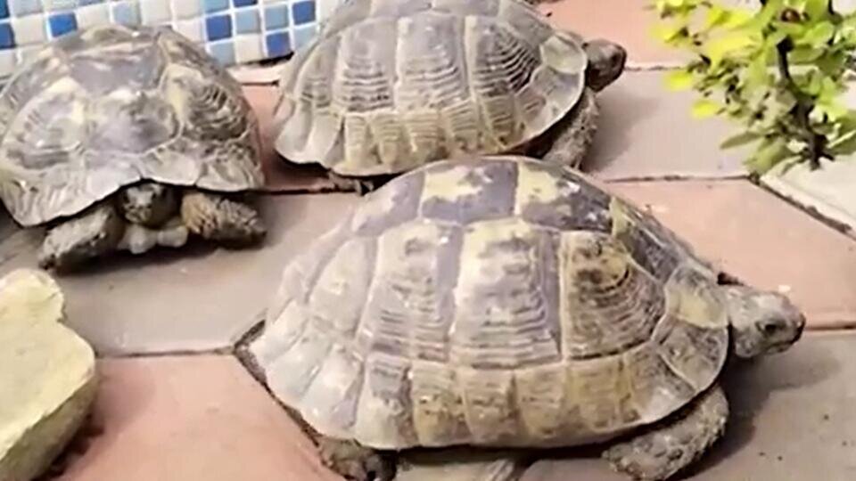 Фото: © скриншот видео