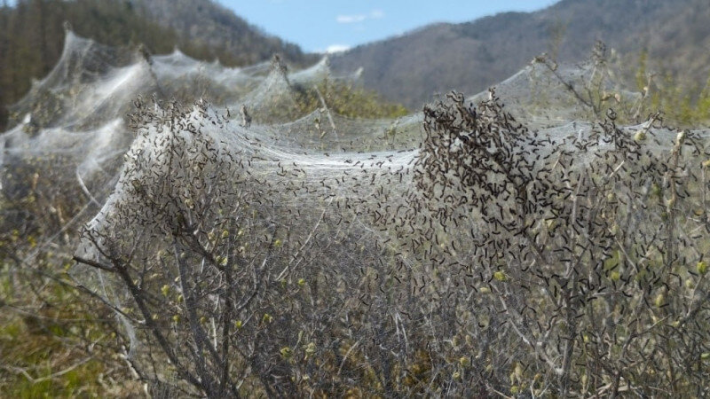     Нашествие шелкопряда. Криминал / ДТП