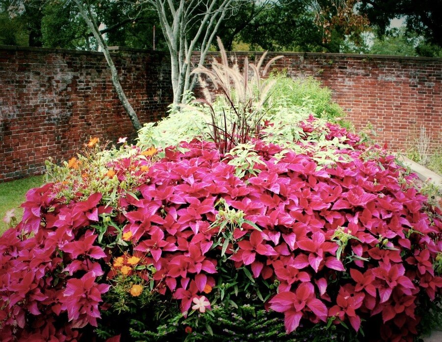 Красный колеус — Red Coleus (Foliage)