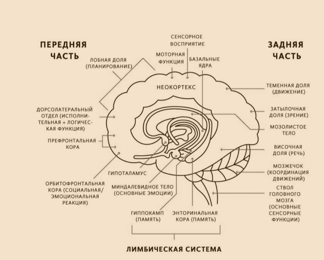 "Развитие «универсального мозга» шло снизу вверх, то есть низшие структуры – эволюционно самые старые, а верхние – самые молодые.
Ствол головного мозга отвечает за рефлекторные сенсорные функции, обеспечивающие жизнедеятельность человека: сердцебиение, дыхание, степень нервного возбуждения. Следующая структура, мозжечок, регулирует координацию движений. Далее идут большой мозг, включающий базальные ядра (отвечающие за привычку) и другие части лимбической системы (контролирующей эмоциональные реакции и некоторые виды движений), а также кора больших полушарий (отвечающая за память, мышление и чувство осознанности). Самая молодая и развитая часть коры называется неокортекс, она представляет собой серое вещество в форме извилин, внешне немного напоминающее кишечник. Неокортекс отвечает за обучение, планирование, воображение и другие высшие нервные функции. Именно за счет неокортекса количество серого вещества у человека значительно превышает его количество у других биологических видов.
Осмысленные работа и отношения – это не только выбор человека, это запрограммировано генетически.
Нейроученые, психологи, эволюционисты сходятся во мнении, что в человеке заложены потребность к социальному взаимодействию и способность испытывать от него радость. Когда эта потребность реализована, мозг человека развивается лучше. Осмысленные отношения, которые человек получает в результате социального взаимодействия, делают его счастливее, здоровее и продуктивнее. Без социального взаимодействия сложно говорить об эффективной работе. Это одна из определяющих характеристик человека.
Леонард Млодинов в своей книге Subliminal пишет: «Мы считаем, что [от других видов] нас отличает IQ. На самом деле нашим отличительным качеством можно считать социальный IQ». Он указывает: человек обладает уникальной способностью понимать, что представляют собой другие люди, и прогнозировать их возможное поведение. Развитие этой способности «запрограммировано» в мозге человека: к возрасту четырех лет большинство детей умеют распознавать психологическое состояние других людей. Это понимание и взаимодействие определяют успешность человека как биологического вида. Млодинов объясняет:
«Создание автомобиля, например, требует участия нескольких тысяч человек, которые обладают разными навыками, находятся в разных местах и выполняют разные задачи. Требуется добыть и обработать металл;
получить стекло, резину, пластмассу и создать из них нужные детали, произвести батареи, радиаторы и множество других составляющих частей.
Нужно разработать электронные и механические системы. И все это должно попасть в одну точку – на завод, где соберут автомобиль. Сегодня даже стаканчик кофе и рогалик, которыми вы завтракаете на бегу по дороге на работу, – это результат труда людей по всему миру».
В книге The Meaning of Human Existence лауреат Пулитцеровской премии Эдвард Уилсон пишет, что в период между одним и двумя миллионами лет назад, когда предок человека находился на этапе развития где-то между шимпанзе и современным человеком разумным, его мозг эволюционировал так, чтобы поддерживать взаимодействие и сотрудничество, чтобы человек был способен к совместной охоте и другим видам деятельности. В результате этого центры памяти и мышления в префронтальной коре развились у него гораздо сильнее, чем у его предков-приматов. По мере того как группы становились более значимыми, чем отдельные особи, а мозг человека эволюционировал таким образом, чтобы делать крупные группы управляемыми, конкуренция между группами становилась более важной, чем между отдельными особями, а группы, участники которых взаимодействовали эффективнее, оказывались в более выгодном положении, чем те, в которых каждый был сам за себя. Это направление эволюционного развития привело к возникновению понятий альтруизма, морали, совести и чести. По словам Уилсона, человек постоянно подвержен действию двух противоположных сил, его породивших: «…индивидуального отбора, который побуждает к греху, и группового отбора, который стимулирует добродетель».
Какая из этих сил (собственный интерес или коллективный) берет верх в компании, определяет организационная культура, которая, в свою очередь, определяется людьми, ее формирующими. Очевидно, что коллективный интерес выражает то, что лучше для всех: не только для организации, но и для ее сотрудников."
R.D.