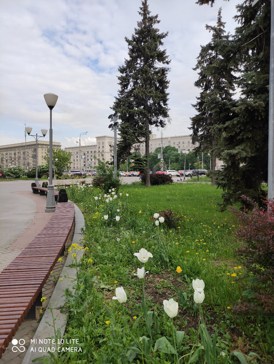 Тюльпаны тоже белые