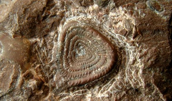 S. paradoxa