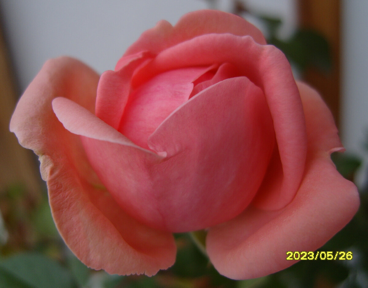 Розовый бутон с раскрывающимися лепестками