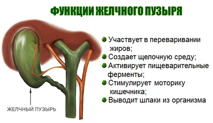 Как выглядит желчный у человека How to take care of your cry Together with the bile streams and the gallbladder,
