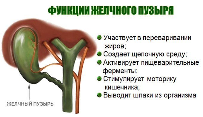 Желчный пузырь расположение строение функции. 1) Желчный пузырь строение и функции. Желудочный пузырь функции. Желчный пузырь строение и функции таблица 8 класс.