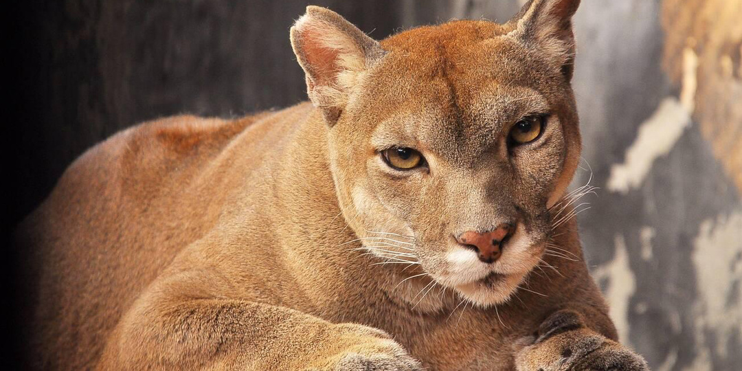 Пума — она же «кугуар», она же «горный лев»: 6 интересных фактов о самой крупной из малых кошек