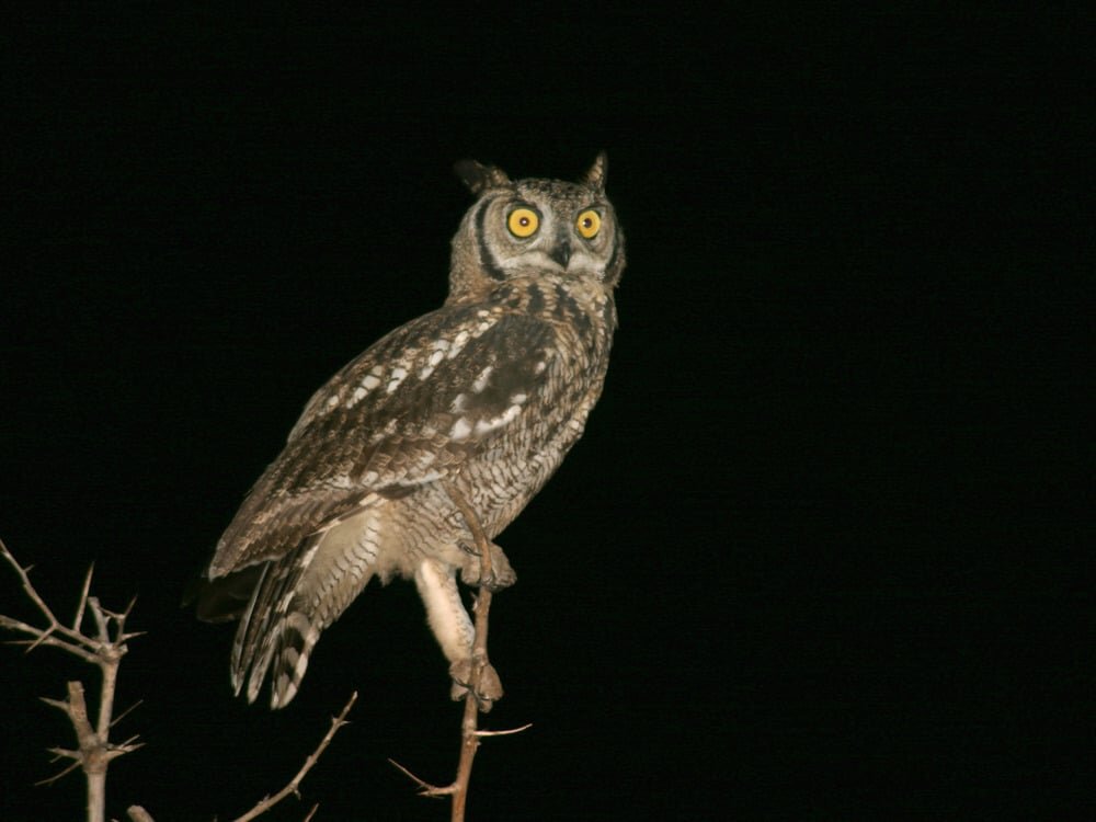 Сова. Источник фото: Интернет