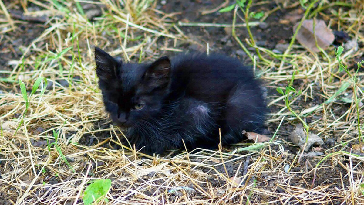 Дыра в сердце | Animals | Дзен