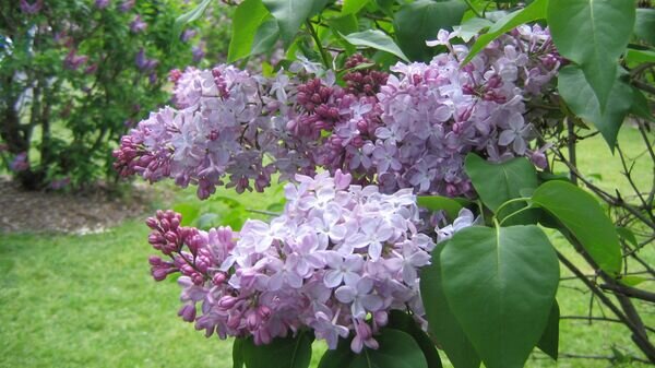    CC BY-SA 2.0 / Liz Lawley / Pale Purple Lilacs Closeup