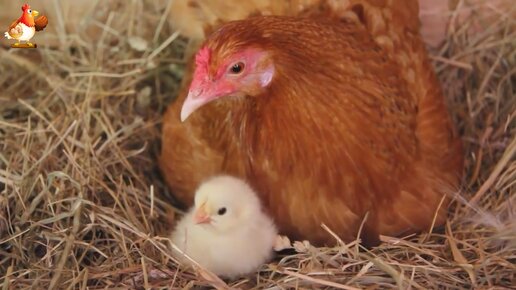 Цыплята вылупляются под наседкой и начинают кушать 🐣🐤🐥