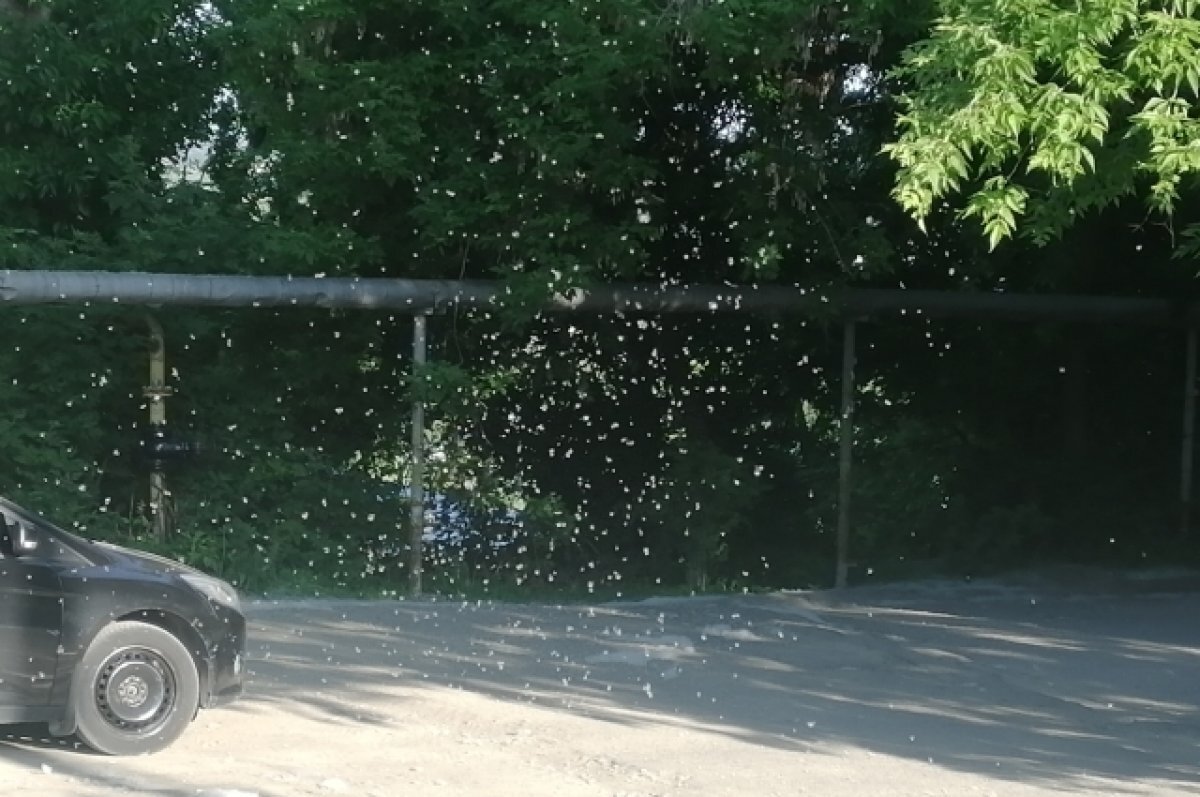 Врач Ершова рассказала томичам об аллергии на тополиный пух | АиФ-Томск ...