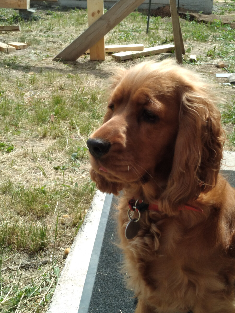 Задумалась.Цицерон наш!😁