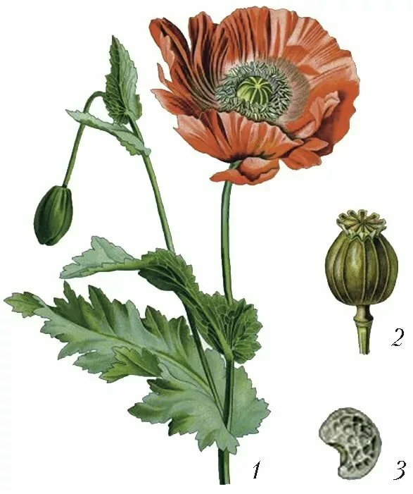 Части мака. Мак снотворный фармакопея. Мак снотворный (растение вида Papaver somniferum l). Папавер коробочка мака. Мак снотворный Фармакогнозия.