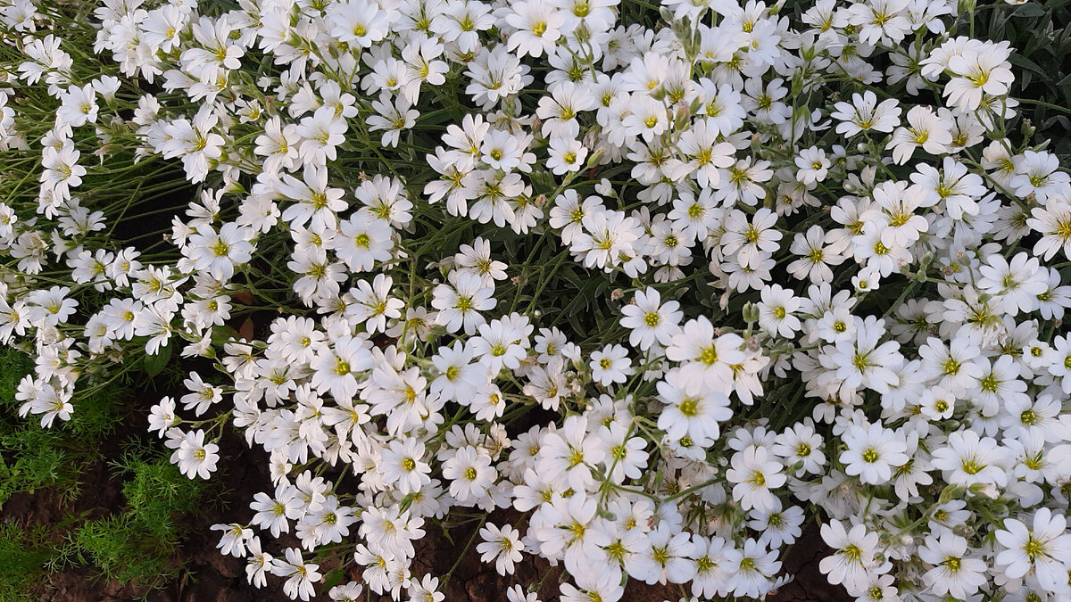 Цветущая ясколка, 23.05.2023, 