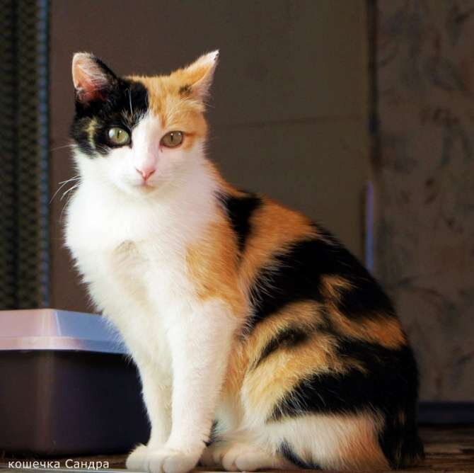 яндекс фотки