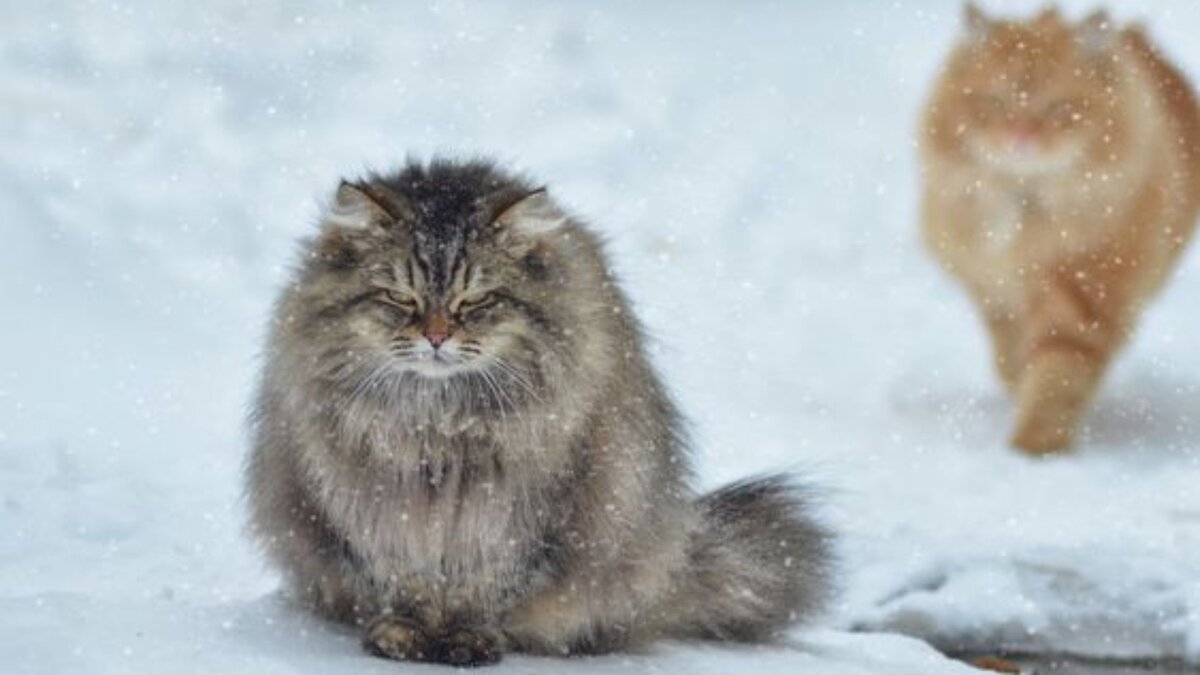 Женщины сами виноваты в отдалении любимых мужчин: 4 роковые ошибки ...