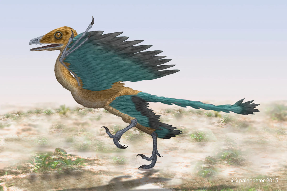 А это археоптерикс. Реальная «переходная форма» от динозавра к птицам.