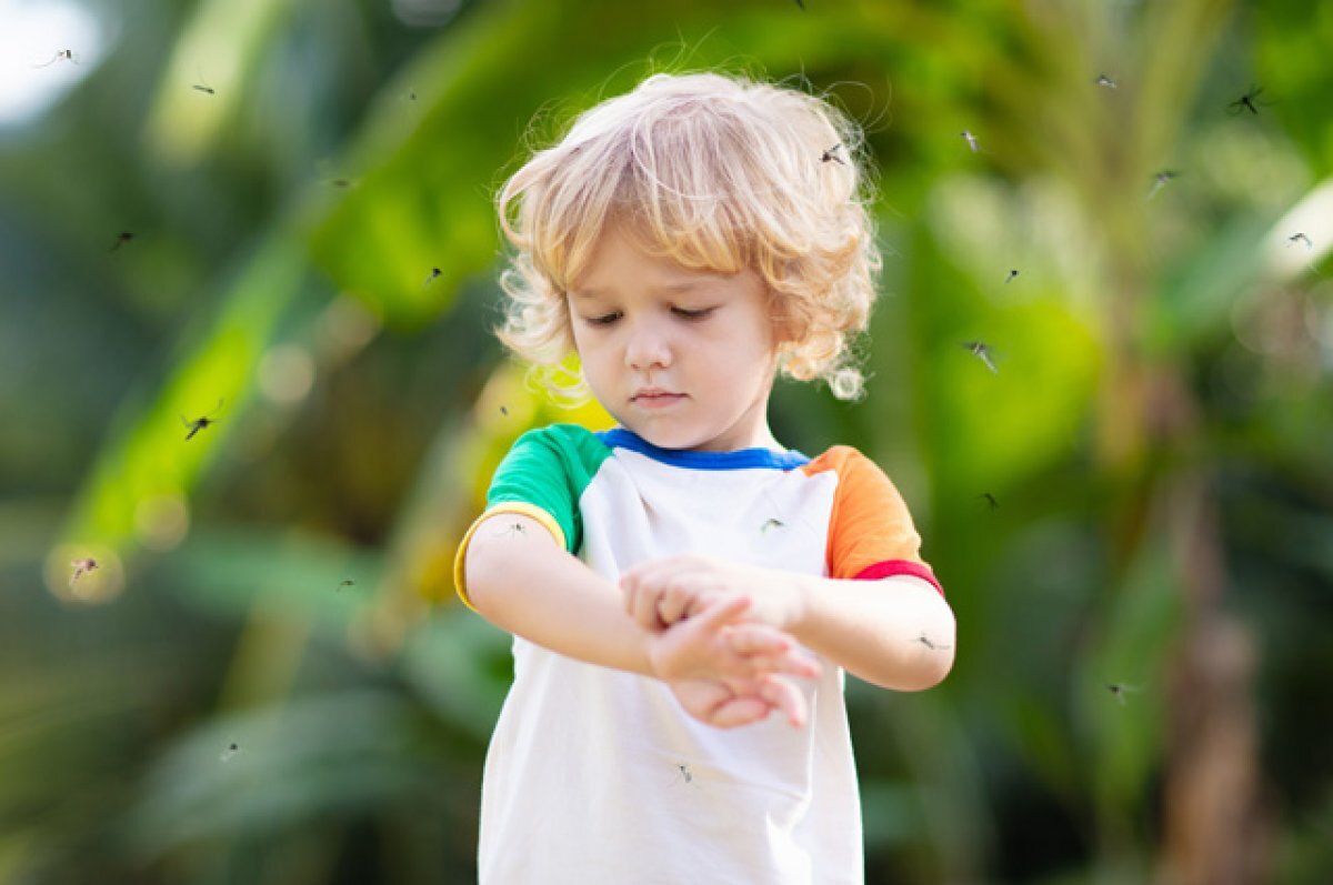    Сплясали «комаринского». Как противостоять кровососам